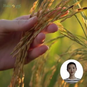 แบรนด์แท้ถูกกว่า ข้าวไรซ์เบอร์รี่ Organic คัดพิเศษ ปลอดสาร ไม่ใช้สารกันมอด แบรนด์ ไร่พระจันทร์ Moonfarms