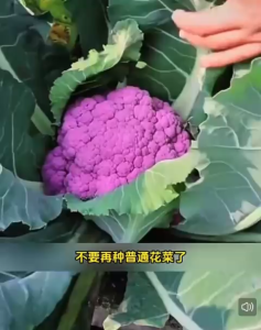 Biji Bunga Kobis Ungu (30 Seeds)/紫花椰菜籽/Purple Cauliflower Seeds