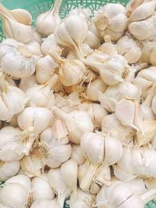 Bawang Putih 1kg SINCO berkulit