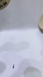 Sandal Jepit Wanita Wedges EVA Rubber Bear Sendal Jelly Karet Import Balance Anti Slip 9001-V2