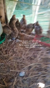 Hatchable quail fertile eggs 20pcs( crossbreed to jumbo quails with 7 colors mutation)