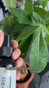 SG-Stock [3pcs/5pcs] Brazilian Wood Dedicated Plant Fertilizer NPK Nutrient Solution Rapid Growth Anti-Yellow Leaf 巴西木营养液