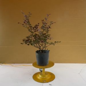 Cây Hồng Phụng - Cây Cảnh Sân Vườn