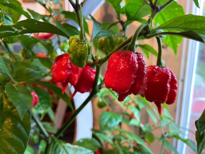 H%E1%BA%A0T%20GI%E1%BB%90NG%20%E1%BB%9AT%20TRINIDAD%20%E1%BB%9AT%20B%E1%BB%8C%20C%E1%BA%A0P%20SI%C3%8AU%20CAY%20NH%E1%BA%A4T%20TH%E1%BA%BE%20GI%E1%BB%9AI%205%20H%E1%BA%A0T%20-%20Image%206