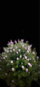 Rêu Khổng Tước