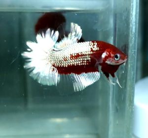 Copper Fancy Startail Halfmoon Plakat HMPK Betta Fish / Ikan Laga/ 斗鱼 (Not random fish）15
