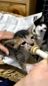 Miracle Nipple Pentil Dot Susu Spet Anak Bayi Kucing Kecil Mini Niple Nipel Untuk Anakan Kitten Rc Baby Cat Dog Anjing Baru Lahir Musang Kelinci Aman Awet Murah Feeding Spluit Sepetan Ujung Dot Empeng Hewan