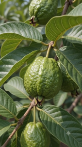 MM- Seedless Guava (jambu batu) Live Plant sappling