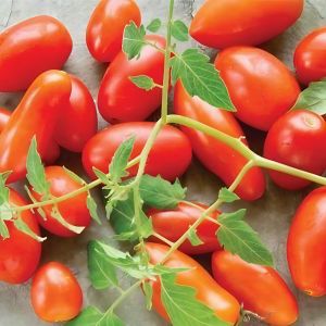 20 BUTIR BIJI | BENIH TANAMAN TOMAT CHERRY MERAH PANJANG