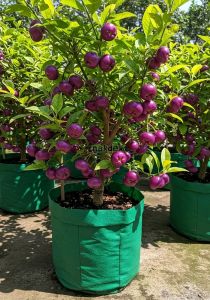 Bibit Jambu Air Citra Ungu Super Jumbo🌱Sudah Siap Ditanam Bibit Subur Besar Rimbun Siap Ditanam Di Lahan Maupun Di Planterbag Hasil Cangkok Yuk Dicekout Pemesanan Bisa COD Bayar Ditempat