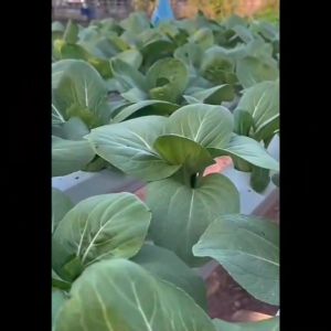 RAINBOW HORSE ผักซอง A021 ปวยเล้ง เมล็ดพันธุ์ ปวยเล้ง เมล็ดพื้นบ้าน เมล็ดพันธุ์ผัก เมล็ดพันธุ์ ผักสวนครัว ผัก ตราAAA