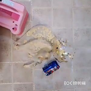 ลูกโป่ง ลูกโป่งกลิตเตอร์ 12 นิ้ว (ชุดละ 5 ลูก) ลูกโป่งยาง ลูกโป่งใส ข้างในบรรจุกลิตเตอร์หลากสี ตกแต่งงานปาร์ตี้ fashion balloons birthday