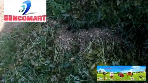 Máy tuốt đậu phộng ch-ạ-y xă-n-g giá rẻ tại SENCOMART