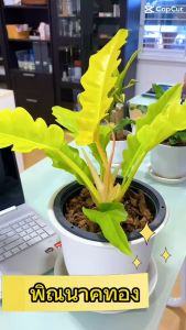 พิณนาคทอง กระถาง 8 นิ้ว ต้นไม้มงคล ต้นไม้ฟอกอากาศ ฟิโลเดรนดอน ต้นไม้