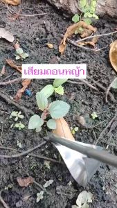 เสียมถอนหญ้าสแตนเลส สําหรับกําจัดวัชพืช จํานวน 1 เล่ม