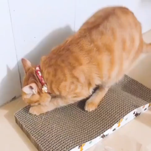 Papan Garuk Kucing Mainan M12/M13 Cat Scratch Board Extra Tebal Garukan Hewan Peliharaan Pethomes