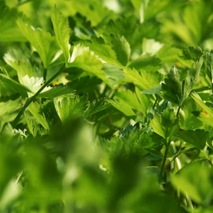 เมล็ดพันธุ์ ขึ้นฉ่าย (ถุงใหญ่)