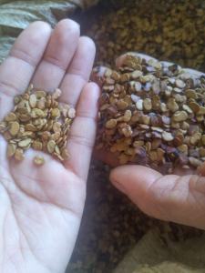 Quả Trắc Đỏ giống trồng rừng - 1kg