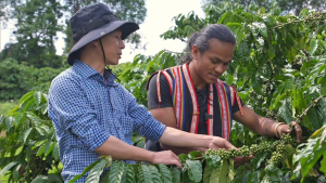 Cà Phê Nhân Xanh Robusta Honey Ngon Avatar Coffee Chọn Lọc Trái Chín Hoàn Toàn S16 Chưa Rang