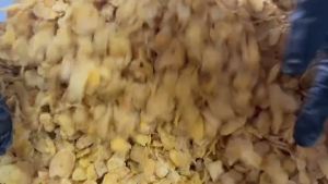 คอร์นเฟลกส์ Conflakes เคลือบคาลาเมลน้ำผึ้ง หอม กรอบ อบใหม่ทุกวัน ไม่เหม็นหืน วัตถุดิบเกรดพรีเมี่ยม