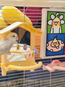 Fun Hanging Parrot Toys with Mirror Dental Grinding Toys for Small Parrots Complete Set of Thousand Layer Platform Toys