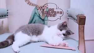 Sisir Bentuk Lidah Kucing Sisir Kucing Hewan Peliharaan Sisir Bulu Kucing Sisir Pijat Kucing