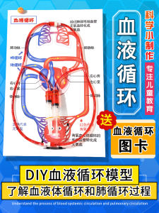 Mô Hình Tuần Hoàn Máu Cho Trẻ Em Đồ Chơi Nhận Biết Cơ Quan Bên Trong Cơ Thể Y Tế Mô Phỏng Khoa Học Thí Nghiệm