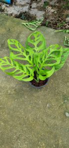 พลูยักษ์ ไม้ฟอกอากาศ สะอาด อากาศบริสุทธิ์ #พลูฉลุ มีใบที่เก๋ พลูฉลุชอบแสงแดดรำไร หรือชอบอยู่ในร่ม .