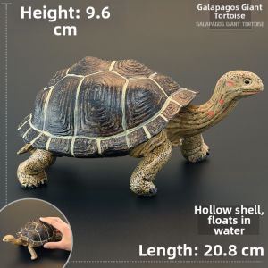 MENGSILE | Large Realistic Educational Tortoise Model