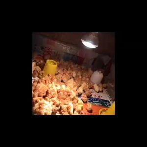 200 watt Lampu infrared pemanas ruangan kandang ayam DOC babi bebek Reptil