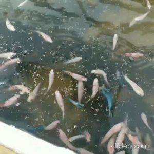PELET MEM 500-800 Repack 100 gram kilogram Pellet Ikan 100gr 100gram