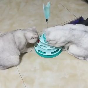 [Hoàn Tiền 10%] Đồ chơi tháp banh cho mèo bàn xoay bóng 3 tầng DACOTE chống trượt giúp mèo tương tác