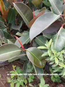 Bibit Tanaman Hias Karet Kebo - Tanaman Pembersih Udara