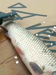 Electric fish scaler Sisik ikan remover Fish scaler Cordless fish remover Powerful motor Long-lasting battery Washable