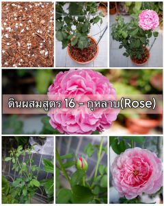 ดินผสมพร้อมใช้ สูตร 16 สำหรับ กุหลาบ(Rose) Pasom Garden - ดินปลูกกุหลาบ ดินกุหลาบ Soil Mix for Rose