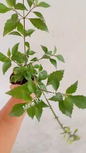 chậu cây râu mèo tươi tốt- Minh Khương