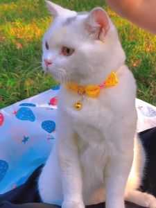 Kalung Kucing Lonceng Kalung Kucing Pita Kalung Kucing Kupu Kupu Neck Accessories