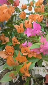 [ HOÀN TIỀN 15% ]  Dưỡng  da tế  bào gốc Serum phục hồi sau lăn kim phi kim da yếu da đang tổn thương