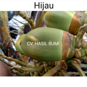 Tembuluk/Bululuk/beluluk isi 10pcs kelapa muda kecil obat herbal alami