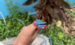 ไม้ล่อปลา น้ำเงินใต้วงแดง