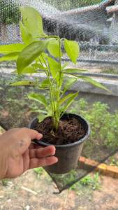 ต้นพันธุ์อังกาบหนูพร้อมปลูกในถุงดำ1-2ต้น