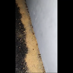 Akita Ant Killing Bait 50grams ( 1 DOZEN )