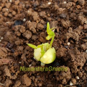 20 Benih Kacang Bogor Siap Tanam