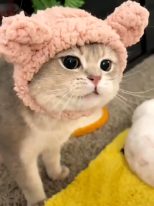 Funny Pet Halloween Cat Hat Panda Bear Pig Headgear Dog Costume Hat