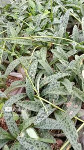 Drimiopsis ledebouria lancifolia