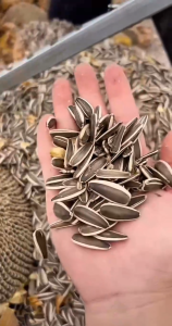 500gr HẠT HƯỚNG DƯƠNG SẤY MỘC – ĂN NGON KHÔNG LO NÓNG