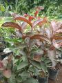 Guapple Fruit tree Hybrid Seedlings High Yield/Red Guava. 