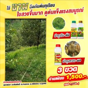 งามผลไม้ อาหารเสริมพืช ปุ๋ยทางใบ เร่งดอกผล ช่วยให้ผลดก ผิวสวย เพิ่มความหวาน ขั้วเหนียว kaideeshop888