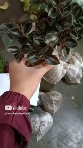 tanaman hias peperomia metallica colombiana