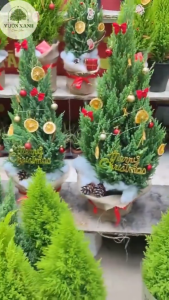 Cây tùng thơmCây sơn tùng NOEL( CÂY THÔNG NOEL )